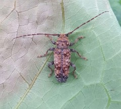 Pseudoterinaea bicoloripes