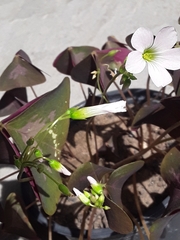 Oxalis triangularis