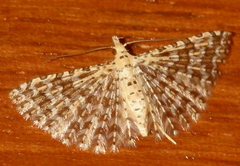 Alucita cancellata