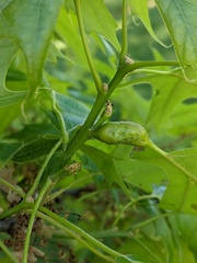 Melikaiella tumifica