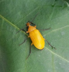 Cteniopinus