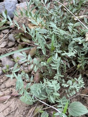 Astragalus argophyllus argophyllus