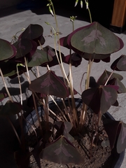 Oxalis triangularis