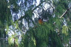 Pheucticus melanocephalus