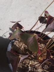 Oxalis triangularis