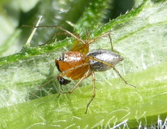 Oxyopes vogelsangeri