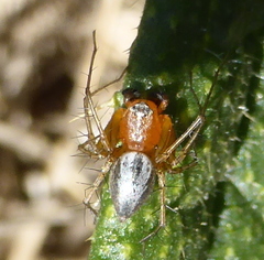 Oxyopes vogelsangeri