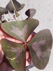 Oxalis triangularis
