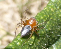 Oxyopes vogelsangeri
