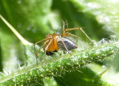 Oxyopes vogelsangeri
