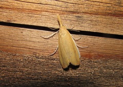 Schoenobius gigantella