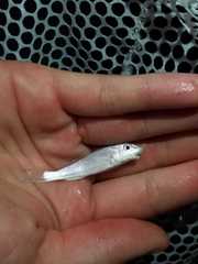 Menticirrhus