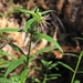 Hairy Stinkweed - Photo (c) eyeweed, some rights reserved (CC BY-NC-ND)