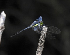 Agrionoptera longitudinalis biserialis