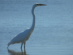 Ardea alba