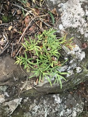 Doryopteris subdecipiens