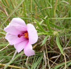 Hibiscus microcarpus