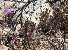 Monardella purpurea
