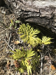 Doryopteris decipiens