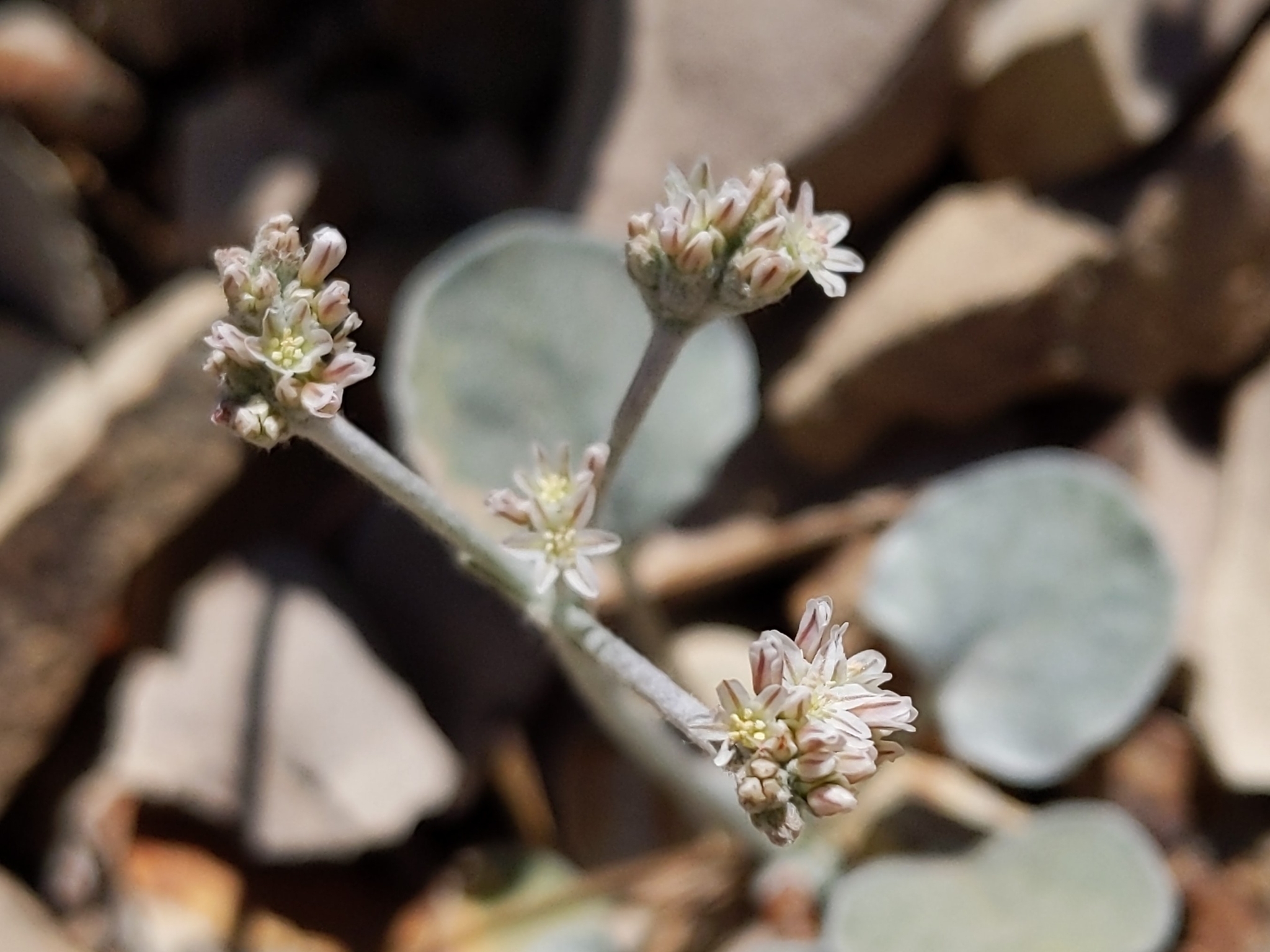 Eriogonum eastwoodianum