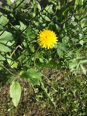 Taraxacum