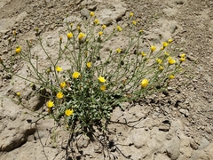 Malacothrix clevelandii