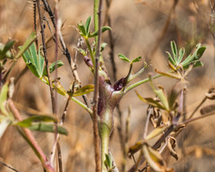 Neolasioptera lupini