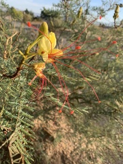 Erythrostemon gilliesii