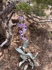 Penstemon pachyphyllus
