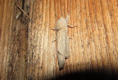 Phragmataecia castaneae