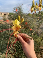 Erythrostemon gilliesii