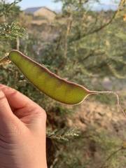 Erythrostemon gilliesii