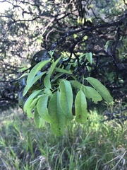 Diospyros sandwicensis