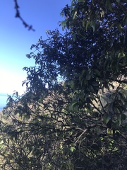 Diospyros sandwicensis