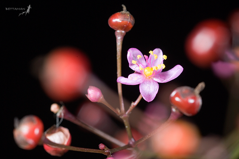 Talinaceae