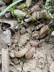 Astragalus argophyllus argophyllus