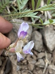 Astragalus argophyllus argophyllus