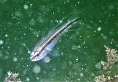 Ostorhinchus kiensis