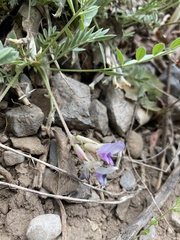 Astragalus argophyllus argophyllus