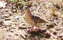 Columbina squammata