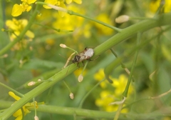 Liorhyssus