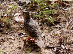 Columbina squammata
