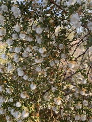 Larrea tridentata