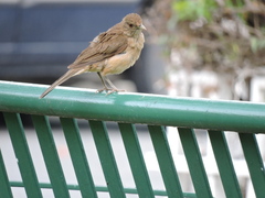 Turdus grayi
