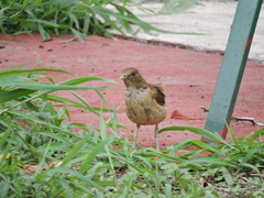 Turdus grayi
