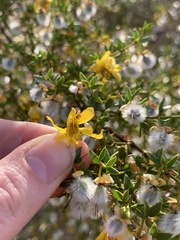 Larrea tridentata