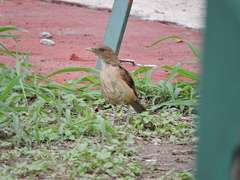 Turdus grayi