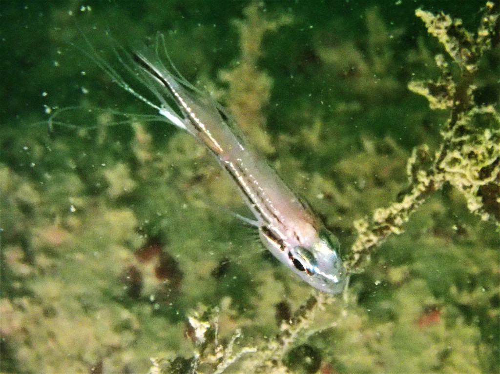 Broad-Banded Cardinalfish