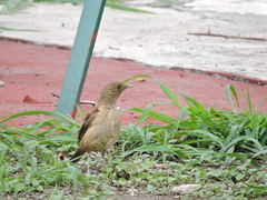 Turdus grayi