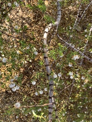 Larrea tridentata